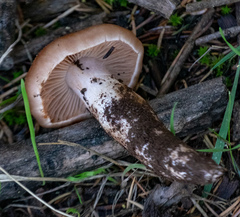 Cortinarius