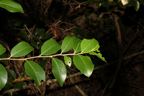 Image of Casearia multinervosa by (c) Greg Tasney, some rights reserved (CC BY-SA)