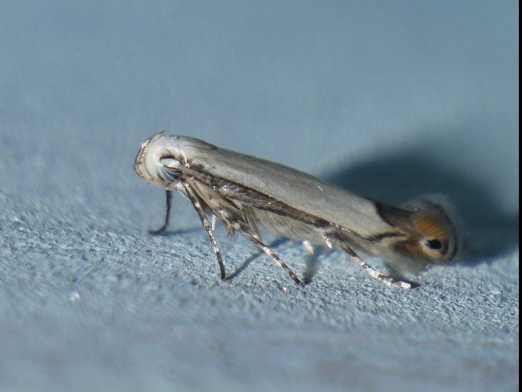Thiotricha margarodes