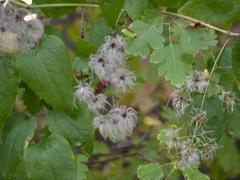 Clematis vitalba