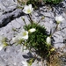Gentianella astonii astonii - Photo (c) Robb, some rights reserved (CC BY-NC), uploaded by Robb