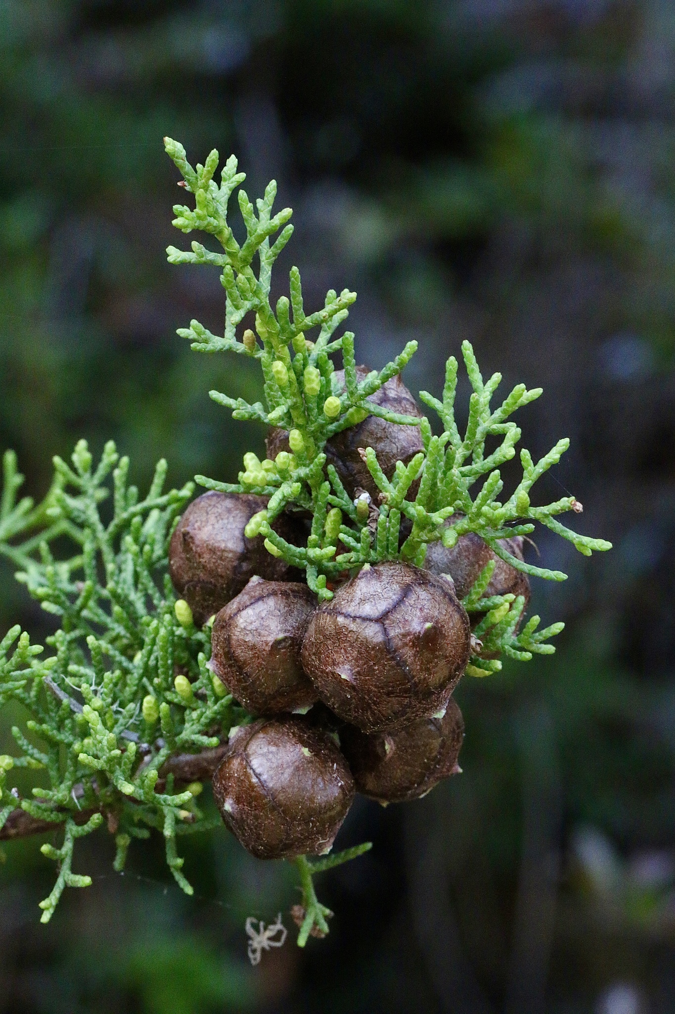Hesperocyparis goveniana