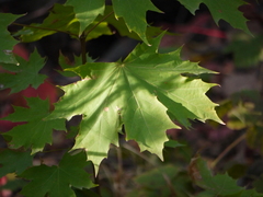 Acer platanoides