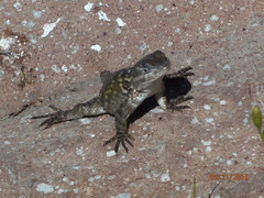 Sceloporus torquatus