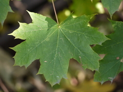 Acer platanoides
