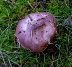 Russula