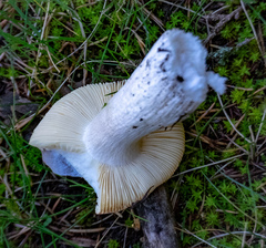 Russula