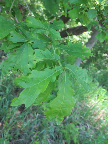 Liaoning Oak