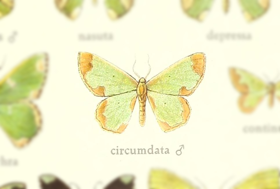 Oospila quinquemaculata