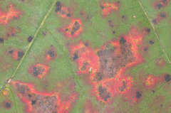 Apiognomonia errabunda