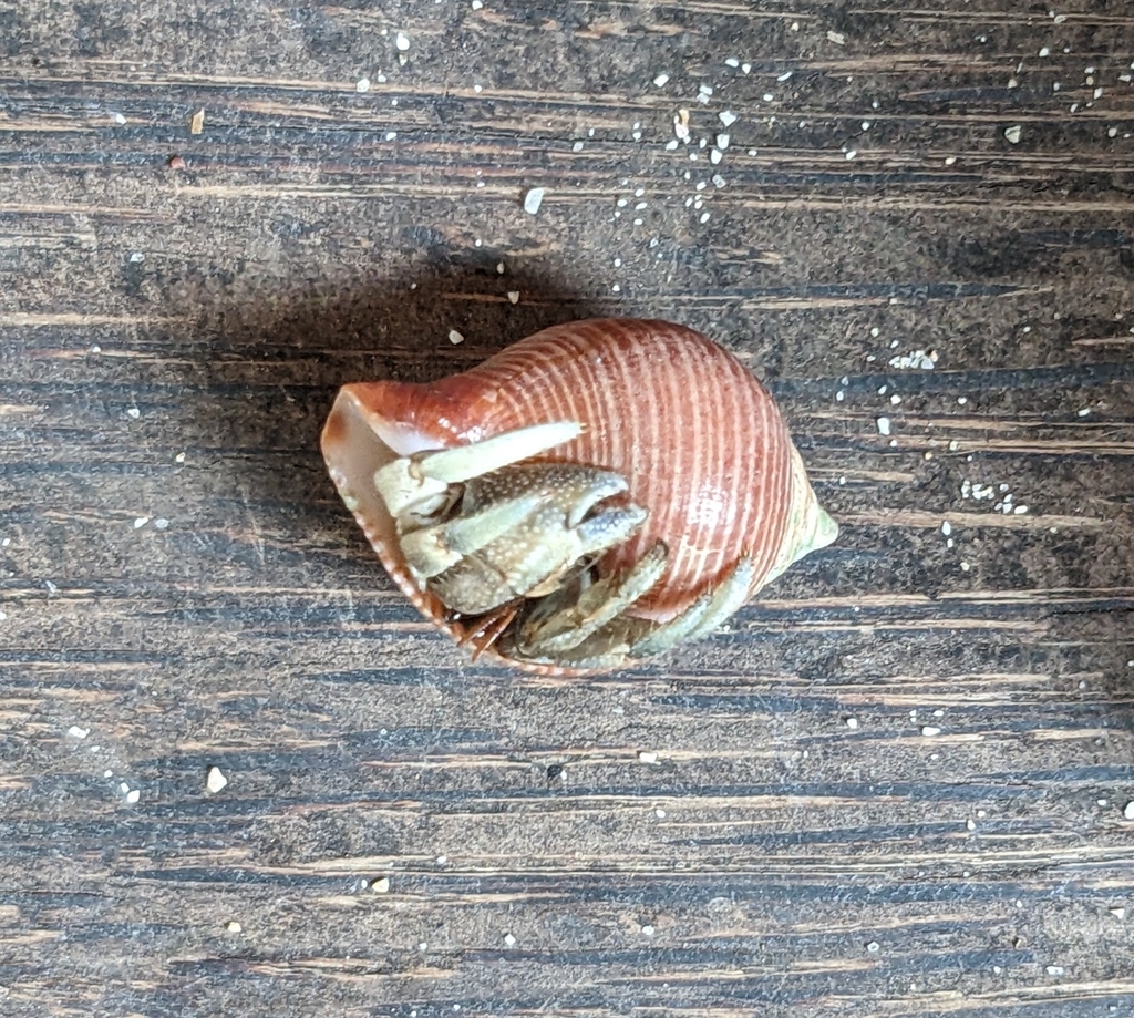 Latirolagena smaragdulus