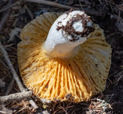 Russula