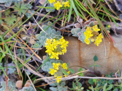 Odontarrhena obtusifolia