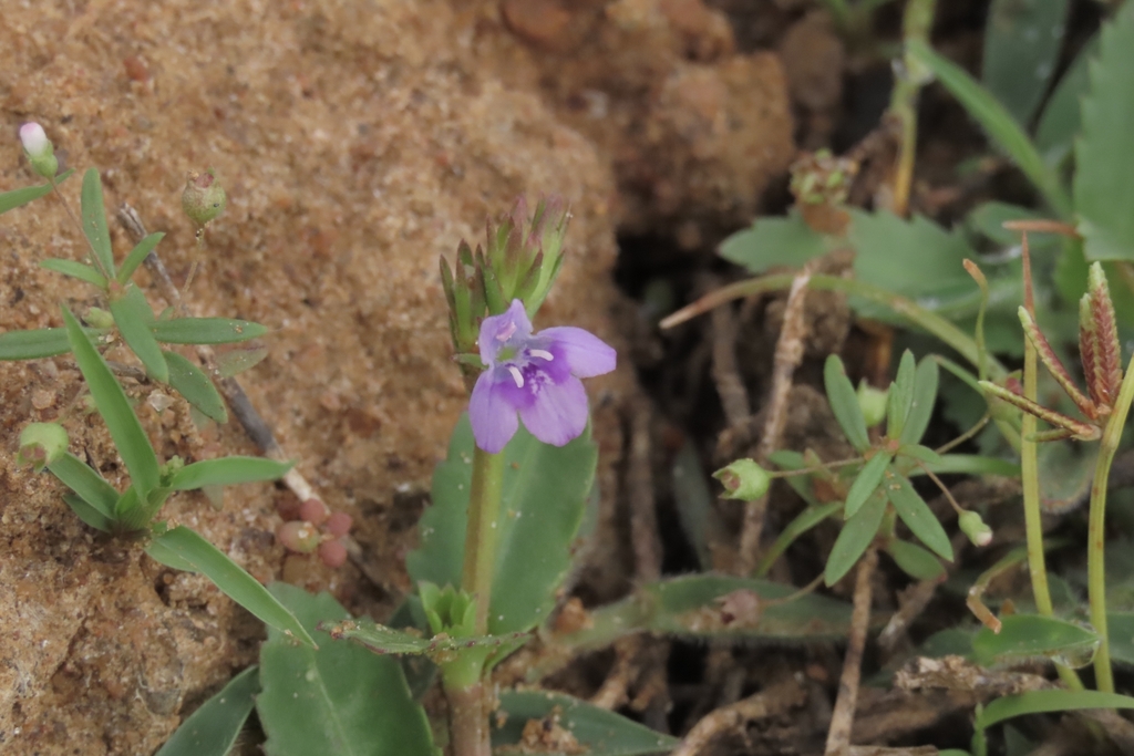 Bonnaya veronicifolia (Bonnaya veronicifolia)