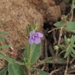 Bonnaya veronicifolia - Photo (c) Nikkitha, μερικά δικαιώματα διατηρούνται (CC BY-NC-SA), uploaded by Nikkitha