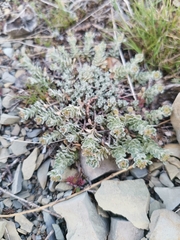 Odontarrhena obtusifolia, photograph Elena_Sherehora, CC BY, iNaturalist via GBIF