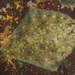 Greenback Flounder - Photo (c) Keith Martin-Smith, some rights reserved (CC BY-NC-SA), uploaded by Keith Martin-Smith