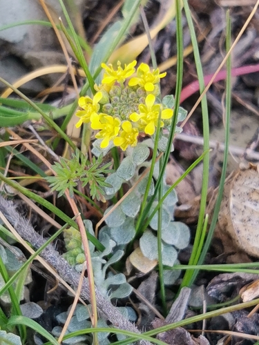 Odontarrhena obtusifolia, photograph 2