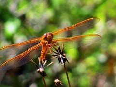 Libellula saturata