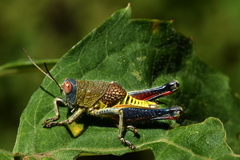 Perixerus
