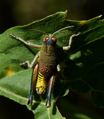 Perixerus