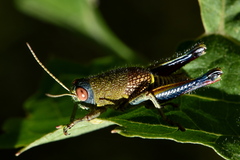 Perixerus