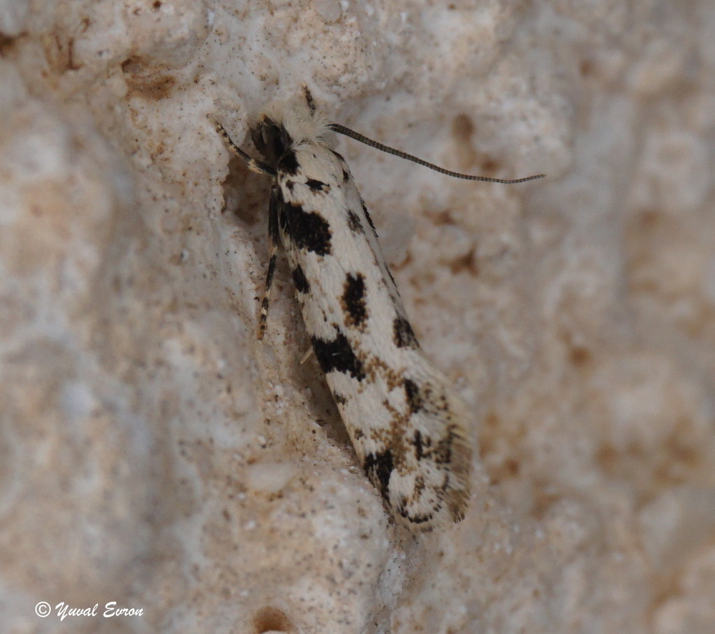 Nemapogon gravosaellus