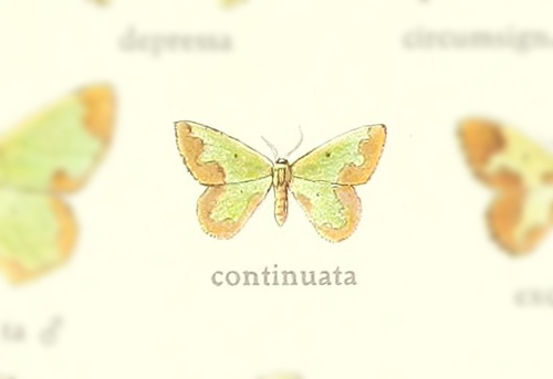 Oospila continuata