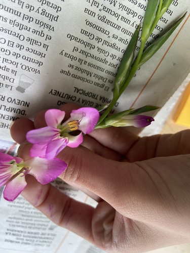 Gladiolus italicus image