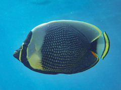 Reticulate Butterflyfish