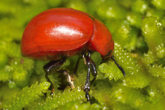 Leptinotarsa rubiginosa