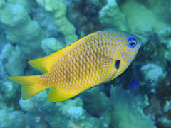 Golden Demoiselle photo 1