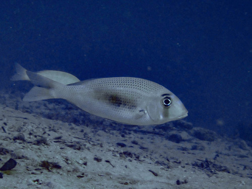 Bluelined large-eye bream (Gymnocranius microdon) — Lethrinidae — 5