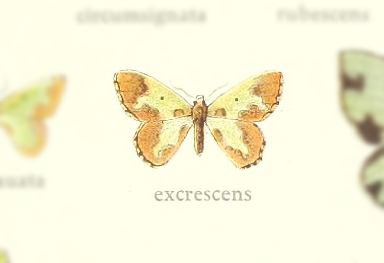 Oospila excrescens