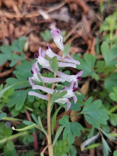 Image of Corydalis Paczoskii (Corydalis paczoskii) by (c) Elena_Sherehora, some rights reserved (CC BY)