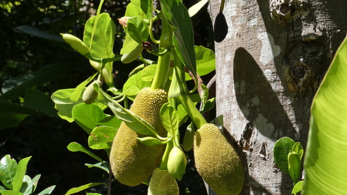 Jackfrucht