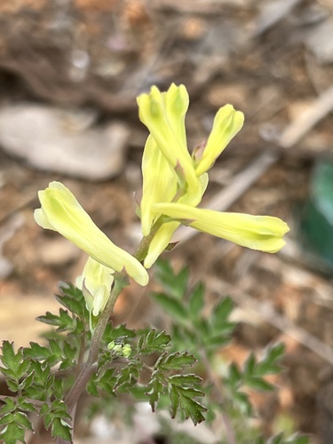 Corydalis balansae iNat (2)