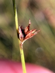 Scleria verticillata