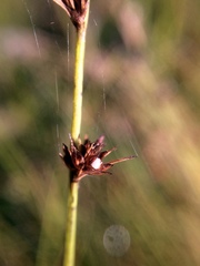 Scleria verticillata