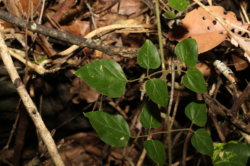 Image of Jasminum singuliflorum by (c) Greg Tasney, some rights reserved (CC BY-SA)