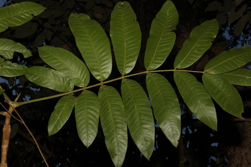 Image of Flindersia schottiana by (c) Greg Tasney, some rights reserved (CC BY-SA)