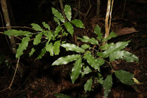 Image of Elattostachys nervosa by (c) Greg Tasney, some rights reserved (CC BY-SA)