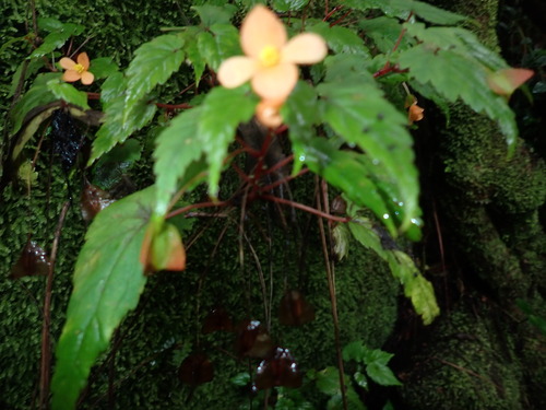 Image of Begonia sutherlandii by no rights reserved