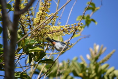 Conirostrum speciosum