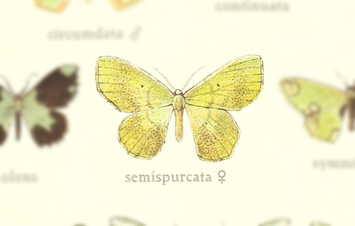 Oospila semispurcata