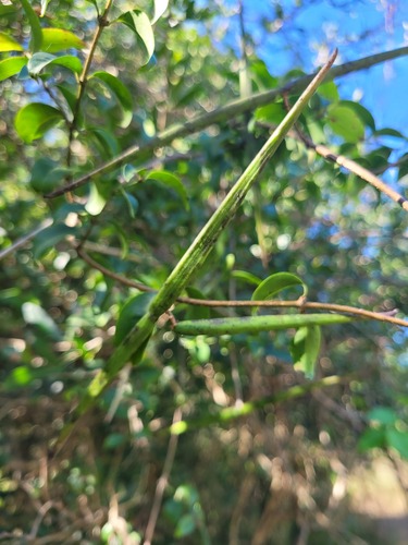 Secamone parvifolia image