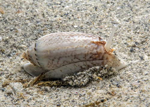 Oliva australis Duclos, 1835