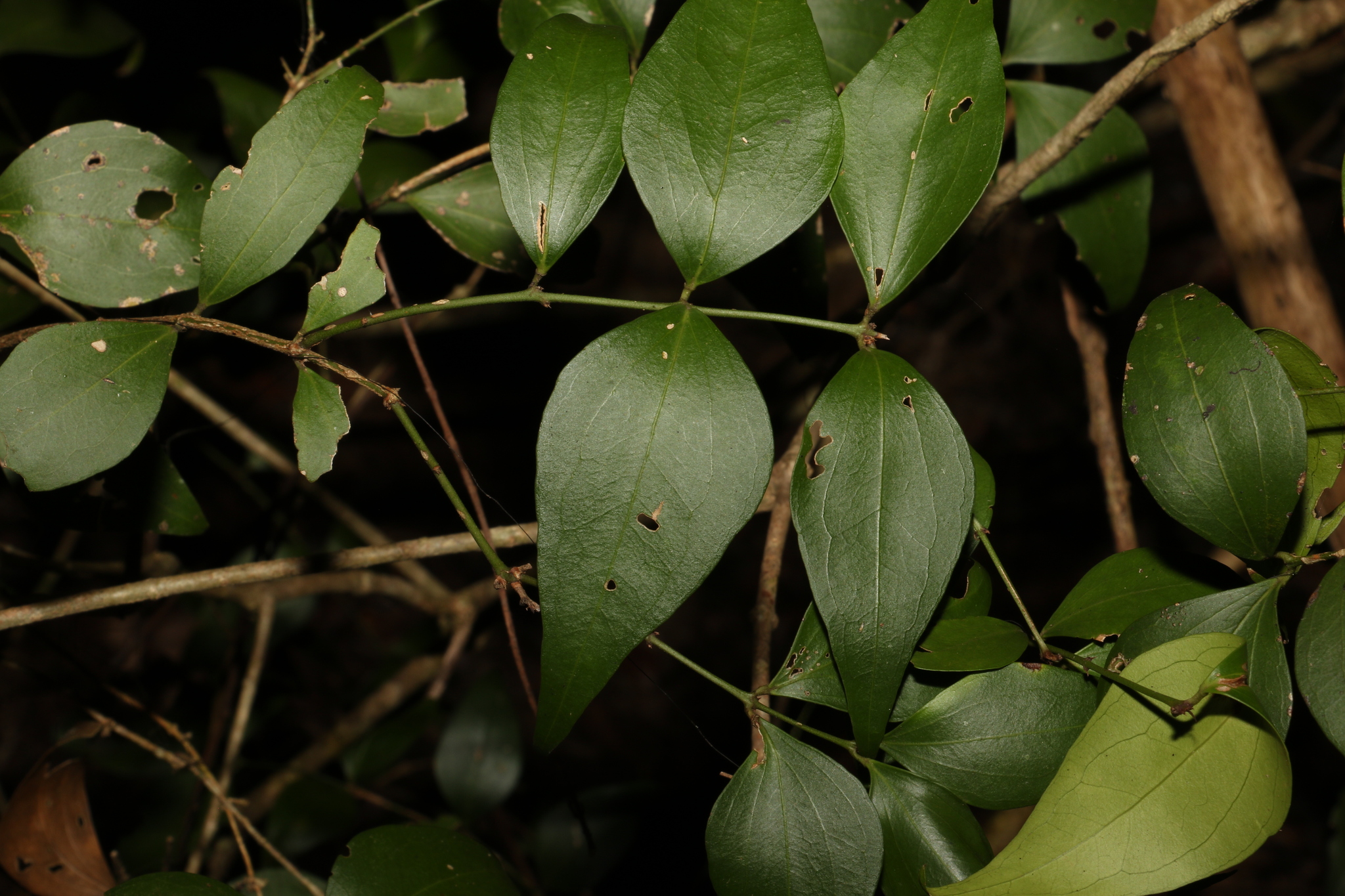 shrubby jasmine (Jasminum jenniae) · iNaturalist