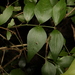 Shrubby Jasmine - Photo (c) Greg Tasney, some rights reserved (CC BY-SA), uploaded by Greg Tasney