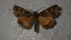 Polyphaenis sericata